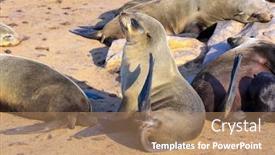  Presentation with world tourism - Presentation design with cape-cross-is-the-world background and a coral colored foreground