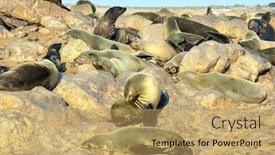  Presentation with marine - Amazing slide deck having cape-cross backdrop and a yellow colored foreground