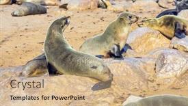  Presentation with africa tourism - Amazing presentation theme having cape-cross backdrop and a coral colored foreground