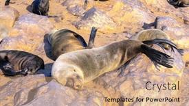  Presentation with marine - Cool new slides with cape-cross backdrop and a coral colored foreground