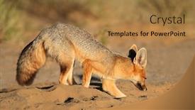  Presentation with kalahari - Slides featuring cape-fox-vulpes-chama-digging background and a coral colored foreground