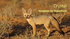  Presentation with kalahari - Slide set enhanced with cape-fox-vulpes-chama background and a tawny brown colored foreground