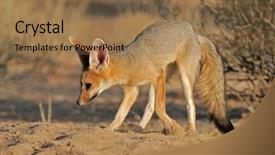  Presentation with kalahari - Cool new presentation theme with cape fox vulpes chama in front of burrow kalahari south africa backdrop and a coral colored foreground
