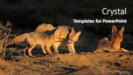  Presentation with south africa - PPT theme having cape-foxes-vulpes-chama background and a black colored foreground