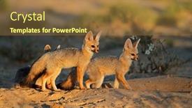  Presentation with south africa - Colorful PPT theme enhanced with cape-foxes-vulpes-chama backdrop and a coral colored foreground