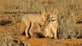  Presentation with kalahari - Slide set having cape-foxes-vulpes-chama background and a gold colored foreground