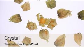 Presentation with gooseberry - Slides having cape gooseberry physalis isolated background and a lemonade colored foreground