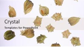  Presentation with gooseberry - Theme enhanced with cape gooseberry physalis isolated background and a soft green colored foreground