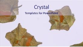  Presentation with gooseberry - Amazing slides having cape gooseberry physalis isolated backdrop and a sky blue colored foreground