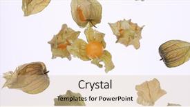 Presentation with gooseberry - Slides enhanced with cape gooseberry physalis isolated background and a  colored foreground