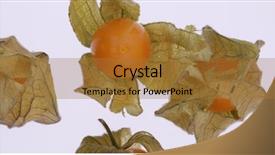  Presentation with gooseberry - Theme with cape gooseberry physalis isolated background and a  colored foreground