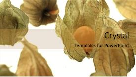  Presentation with gooseberry - Slides enhanced with cape gooseberry physalis isolated background and a gold colored foreground