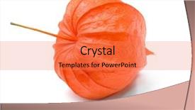  Presentation with gooseberry - Beautiful PPT theme featuring cape gooseberry physalis isolated on white background backdrop and a coral colored foreground