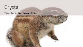  Presentation with graduation white cap - Cool new presentation design with cape-ground-squirrel-xerus-inauris backdrop and a light gray colored foreground