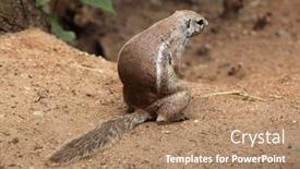  Presentation with group of wildlife crocodile isolated - Presentation theme with cape-ground-squirrel-xerus-inauris background and a coral colored foreground