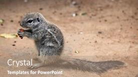  Presentation with wildlife - Colorful presentation theme enhanced with cape ground squirrel xerus inauris wildlife animal backdrop and a coral colored foreground