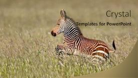  Presentation with foal - Slide deck having cape-mountain-zebra-equus-zebra background and a coral colored foreground