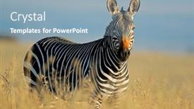  Presentation with africa - Slide set enhanced with cape-mountain-zebra-equus-zebra background and a  colored foreground