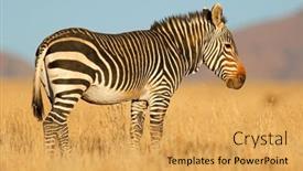  Presentation with south africa - Slides having cape-mountain-zebra-equus-zebra background and a yellow colored foreground