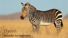  Presentation with south africa - Slides having cape-mountain-zebra-equus-zebra background and a yellow colored foreground
