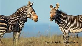  Presentation with cape town south africa - Colorful PPT layouts enhanced with cape-mountain-zebras-equus-zebra backdrop and a coral colored foreground