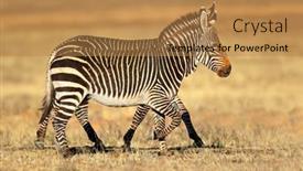  Presentation with south africa - Slide deck with cape-mountain-zebras-equus-zebra background and a  colored foreground
