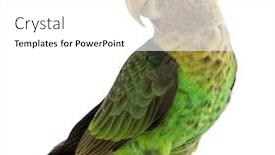  Presentation with parrot - Theme with cape-parrot-poicephalus-robustus-1 background and a white colored foreground