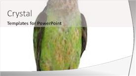  Presentation with old photographs black and white - Colorful PPT layouts enhanced with cape-parrot-poicephalus-robustus-8 backdrop and a light gray colored foreground