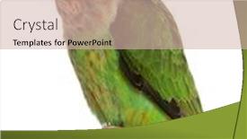  Presentation with parrot - Colorful PPT layouts enhanced with cape-parrot-poicephalus-robustus-8 backdrop and a soft green colored foreground