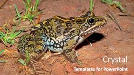  Presentation with frog - Theme enhanced with cape-river-frog-amietia-fuscigula background and a coral colored foreground