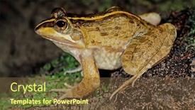  Presentation with south africa - Presentation theme with cape-river-frog-amietia-fuscigula background and a tawny brown colored foreground