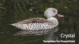  Presentation with teal - Colorful slide set enhanced with cape teal anas capensis wild backdrop and a dark gray colored foreground
