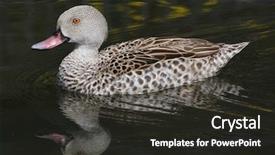  Presentation with teal - Presentation theme enhanced with cape teal anas capensis wild background and a dark gray colored foreground