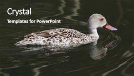  Presentation with teal - Beautiful PPT theme featuring cape teal anas capensis wild backdrop and a tawny brown colored foreground