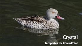  Presentation with teal - Slides enhanced with cape teal anas capensis wild background and a dark gray colored foreground