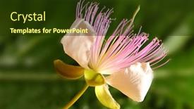  Presentation with shot - Colorful presentation theme enhanced with caper blooming flower macro shot backdrop and a tawny brown colored foreground