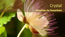 Presentation with shot - Audience pleasing presentation design consisting of caper blooming flower macro shot backdrop and a tawny brown colored foreground