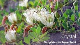  Presentation with bud - Theme featuring capers bud and flowers background and a dark gray colored foreground