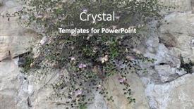  Presentation with stacked stone wall - Presentation theme with capers growing in stone wall in jerusalem background and a gray colored foreground