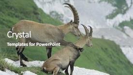  Presentation with comic couple - Presentation having capricorn - couple of alpine ibexes background and a gray colored foreground