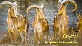  Presentation with beautiful spanish landscape costa blanca - Presentation theme with capricorn beautiful group of spanish background and a tawny brown colored foreground