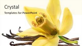  Presentation with packaging - Colorful slide deck enhanced with capsule packaging designs - dried vanilla fruits and orchid backdrop and a blonde colored foreground