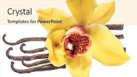  Presentation with vanilla - Colorful slide deck enhanced with capsule packaging designs - dried vanilla fruits and orchid backdrop and a  colored foreground