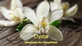  Presentation with vanilla - Beautiful theme featuring capsule packaging designs - dried vanilla sticks and vanilla backdrop and a tawny brown colored foreground