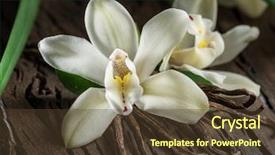  Presentation with vanilla - Presentation theme with capsule packaging designs - dried vanilla sticks and vanilla background and a tawny brown colored foreground