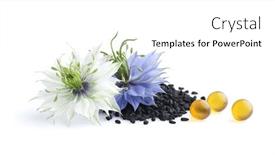  Presentation with oil seeds - Theme consisting of capsules-black-cumin-oil background and a white colored foreground
