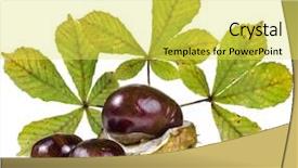  Presentation with white horse - Amazing PPT layouts having capsules leaf - horse chestnuts aesculus conker buckeye backdrop and a yellow colored foreground