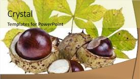  Presentation with white horse - Slide deck featuring capsules leaf - horse chestnuts aesculus conker buckeye background and a yellow colored foreground