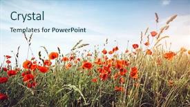  Presentation with poppies - Theme enhanced with captivating - close up poppies on field background and a sky blue colored foreground