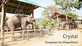  Presentation with chiang mai - Presentation design consisting of captivating - elephants being held captive background and a lemonade colored foreground